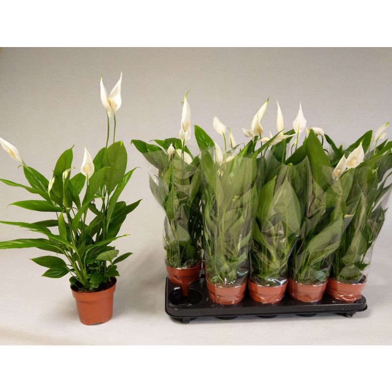 L&iacute;rio-da-paz (Spathiphyllum)