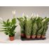 Lírio-da-paz (Spathiphyllum)